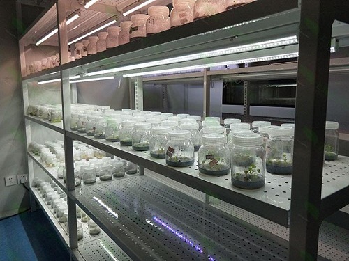 沙湖原种场植物组织培养实验室设计建设方案